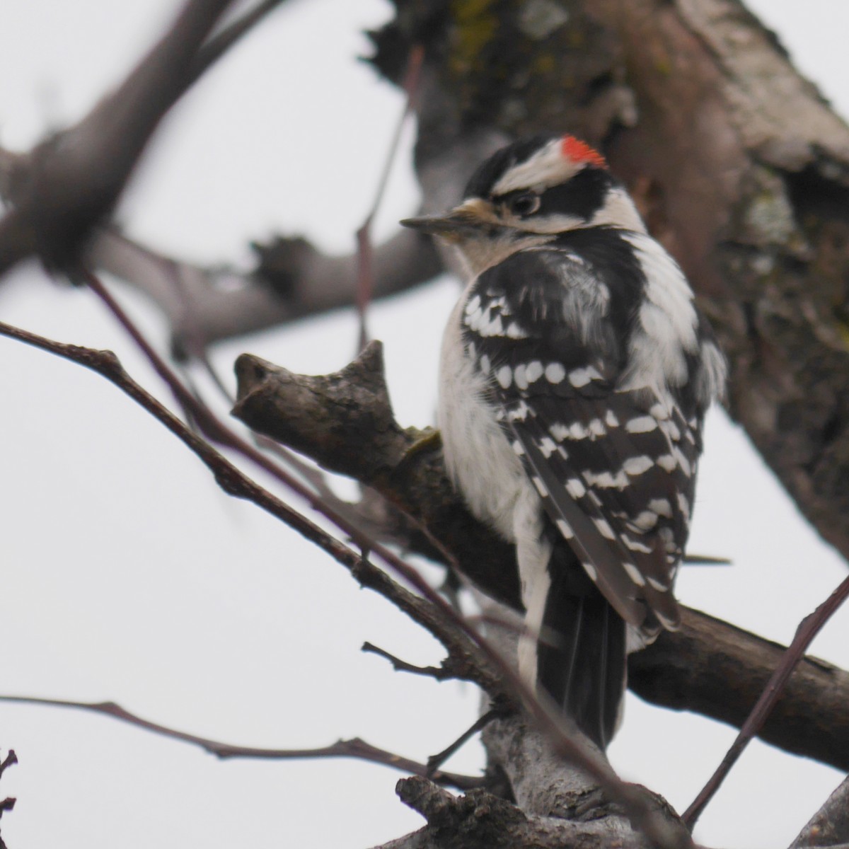 Downy Woodpecker - ML245105891