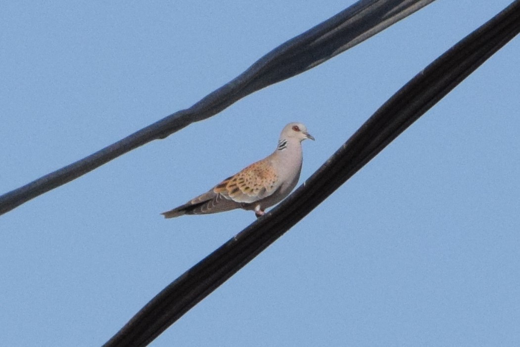 European Turtle-Dove - Andy Zhang