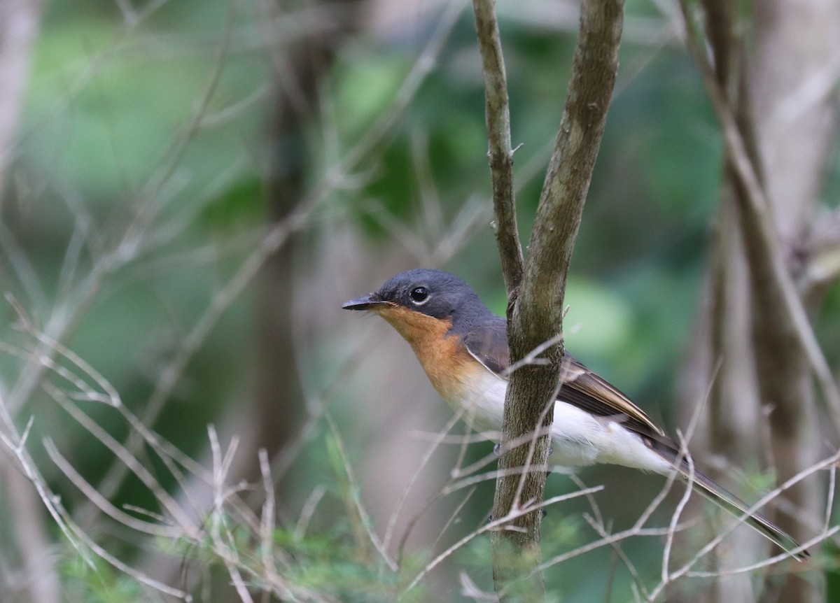 Leaden Flycatcher - Tim Peisker