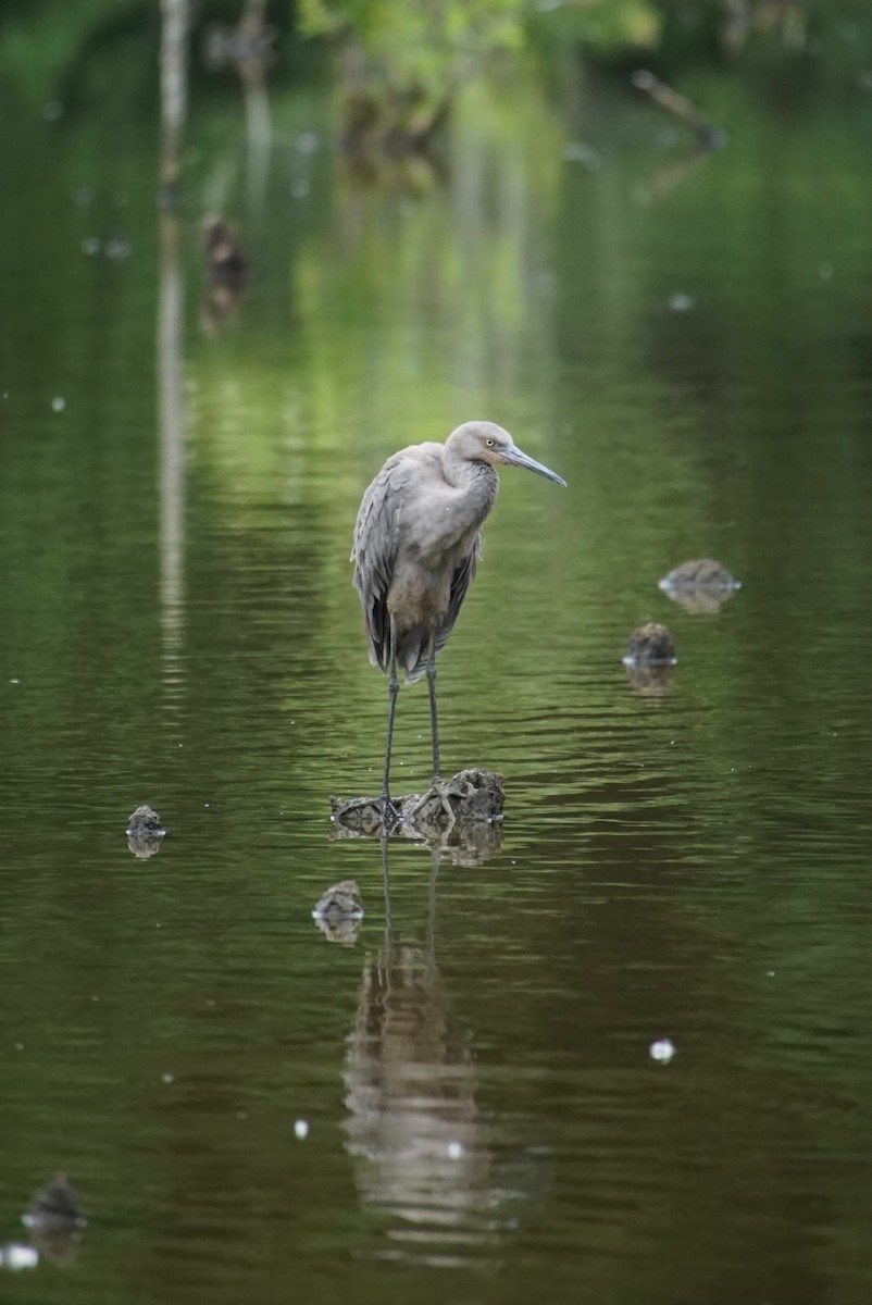 Reddish Egret - ML245107691