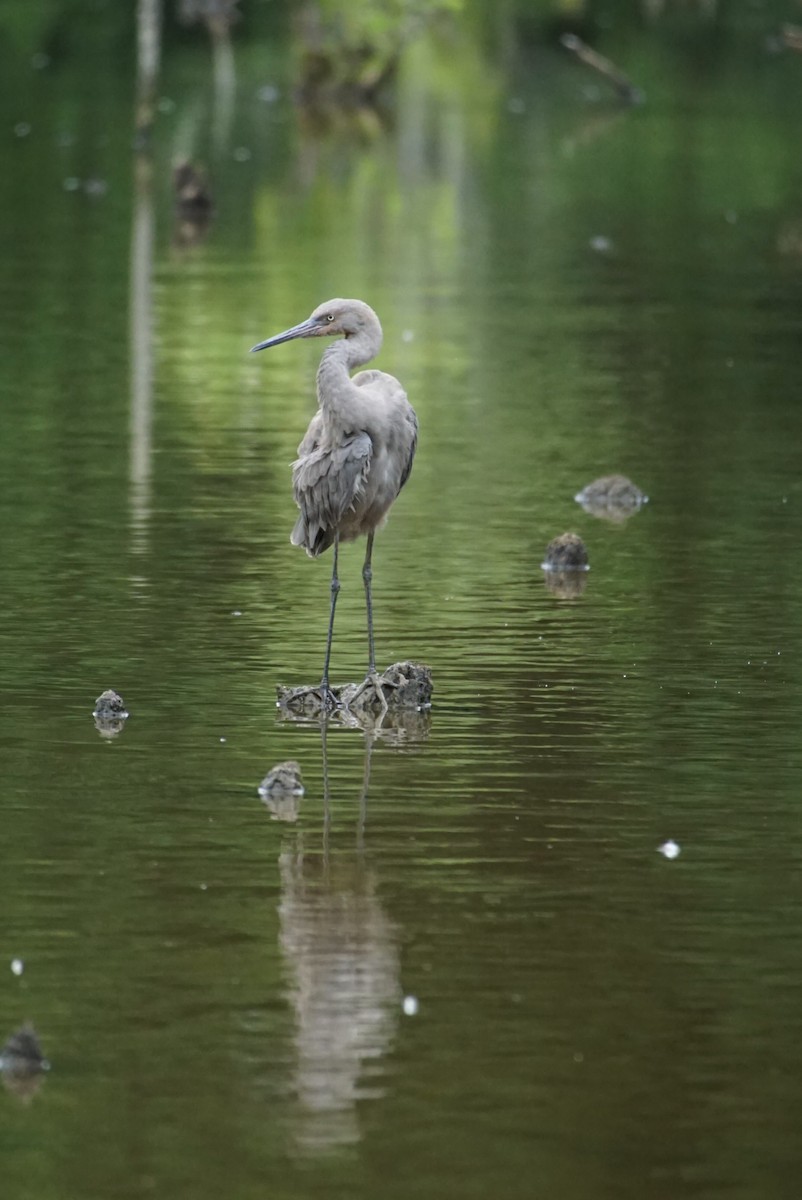 Reddish Egret - ML245107701