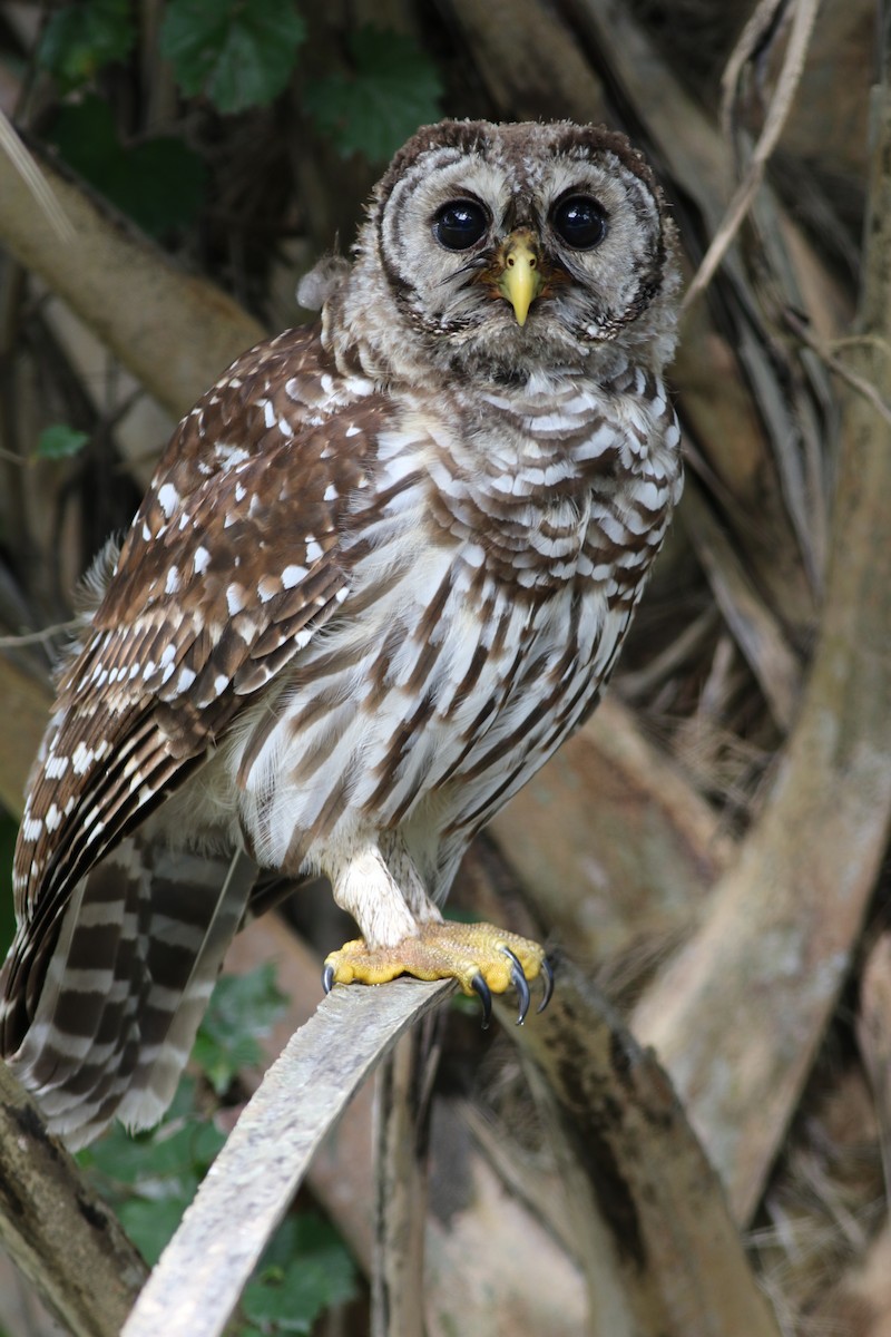 Barred Owl - ML245113731