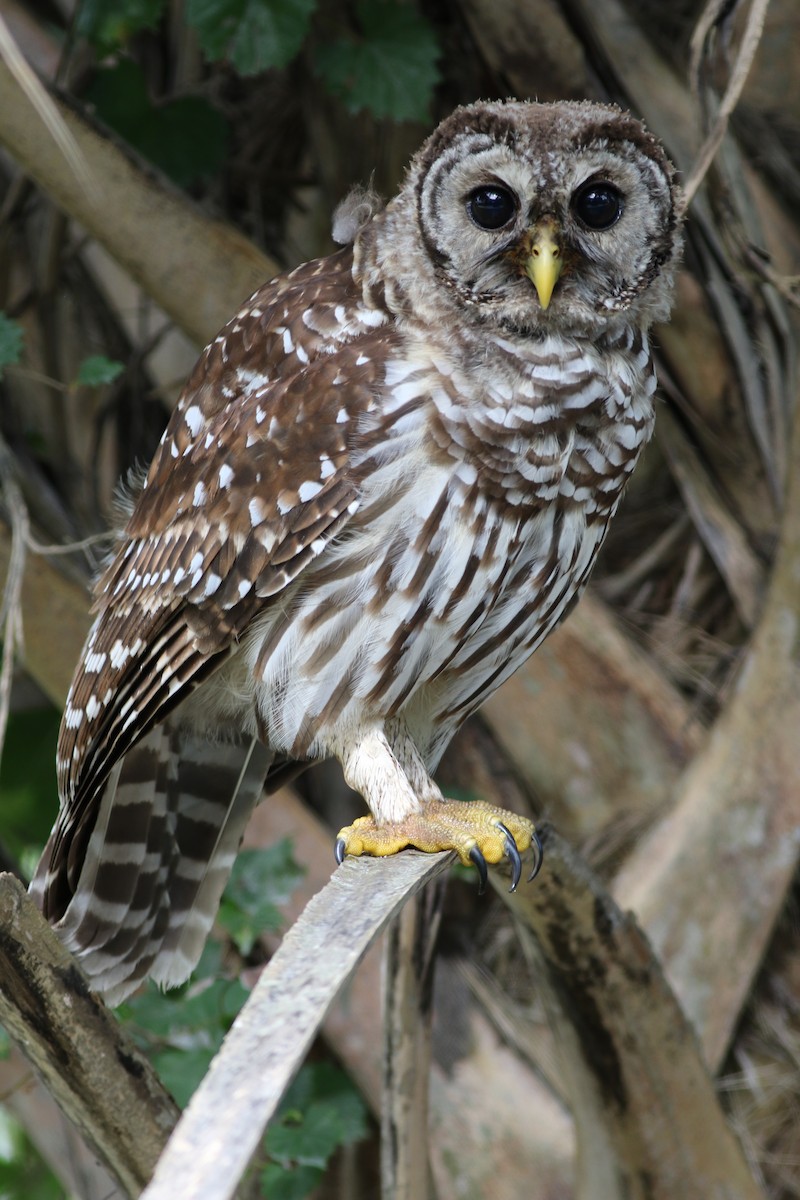 Barred Owl - ML245114041