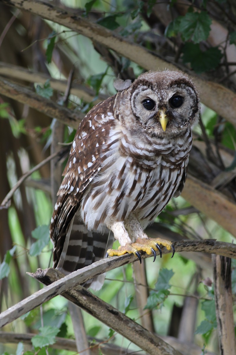 Barred Owl - ML245114131