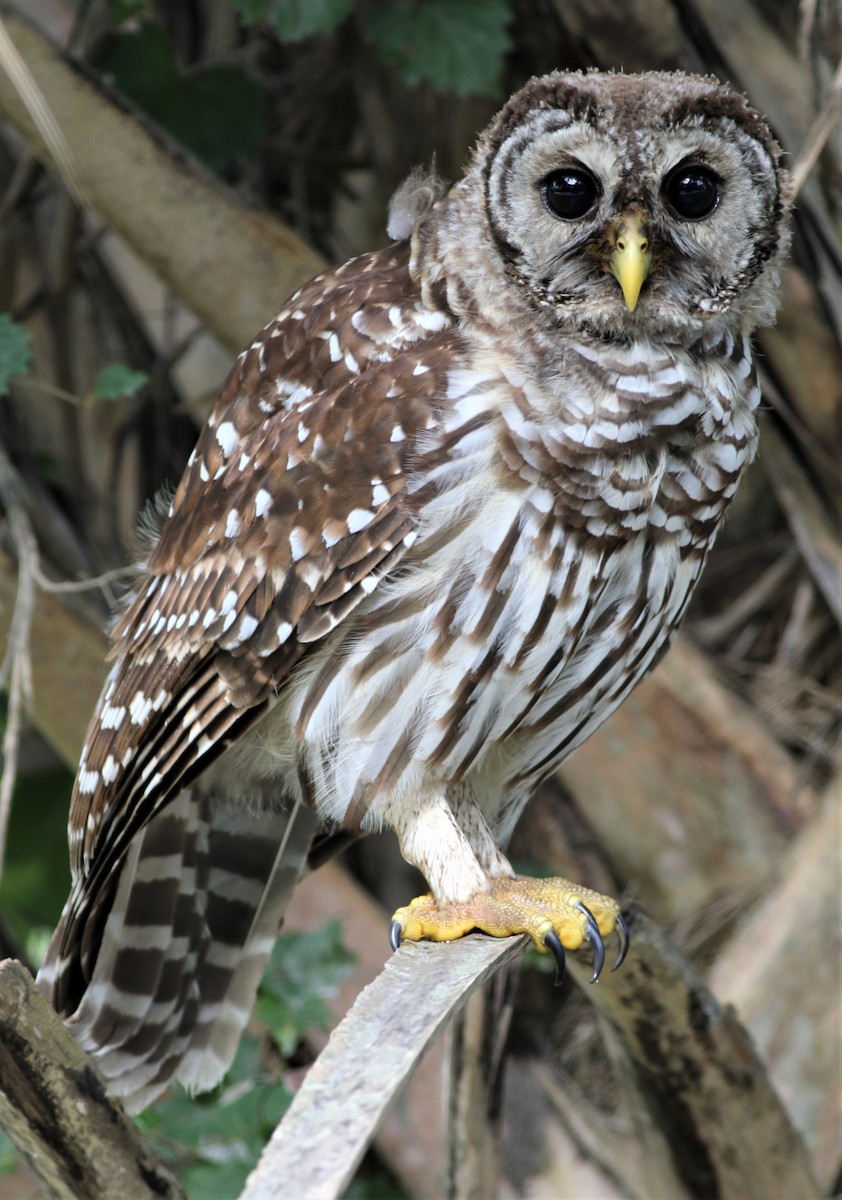 Barred Owl - ML245114151