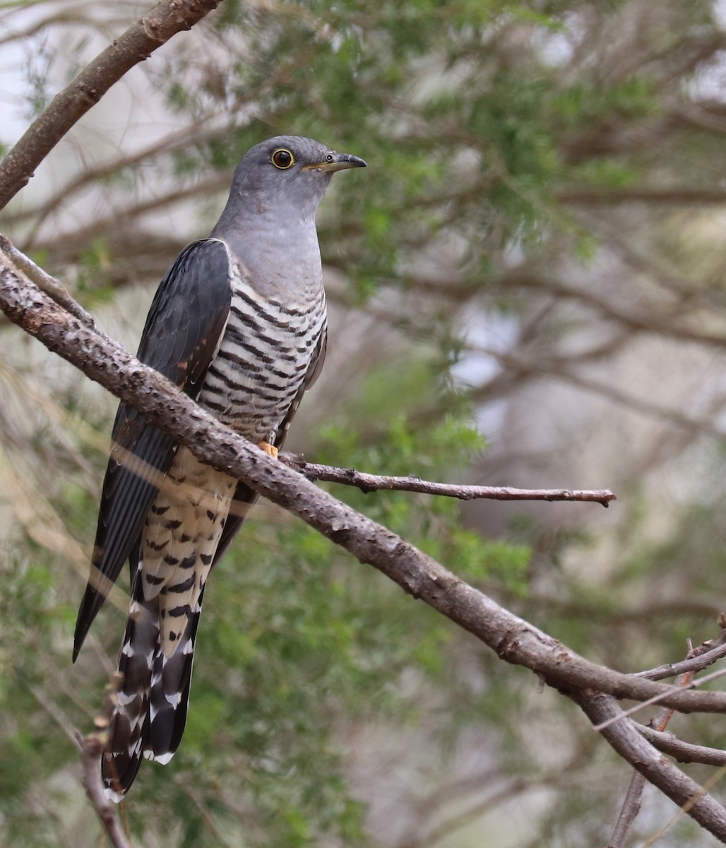 Oriental Cuckoo - Tim Peisker