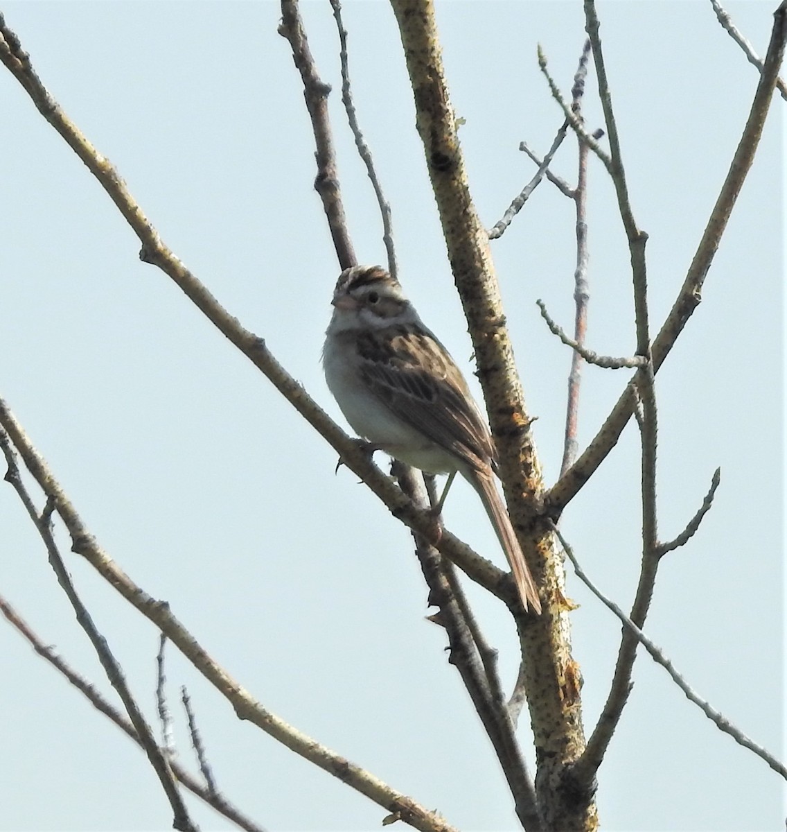 Clay-colored Sparrow - ML245116451