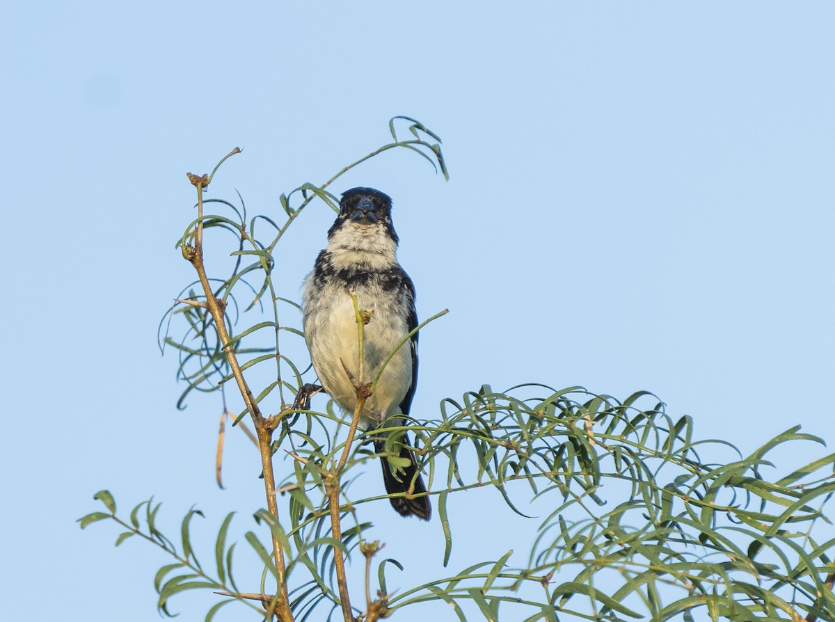 Morelet's Seedeater - Anonymous