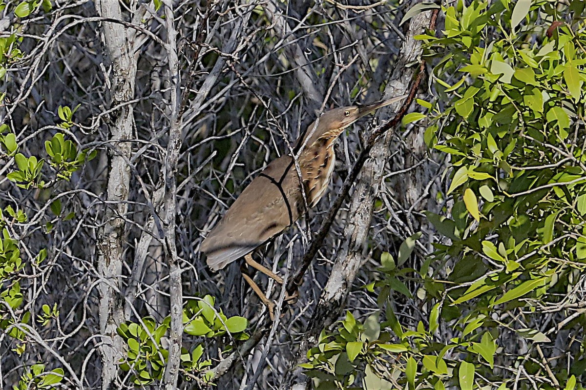 Black Bittern - ML245117221