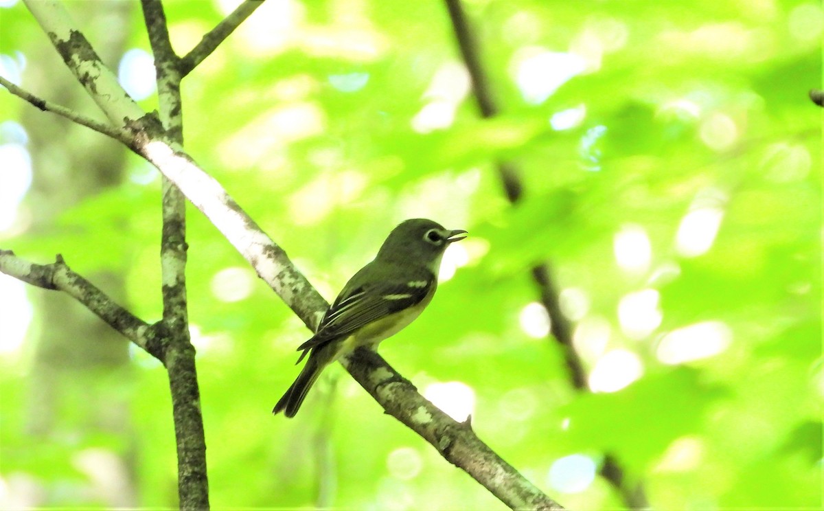 Blue-headed Vireo - ML245119371