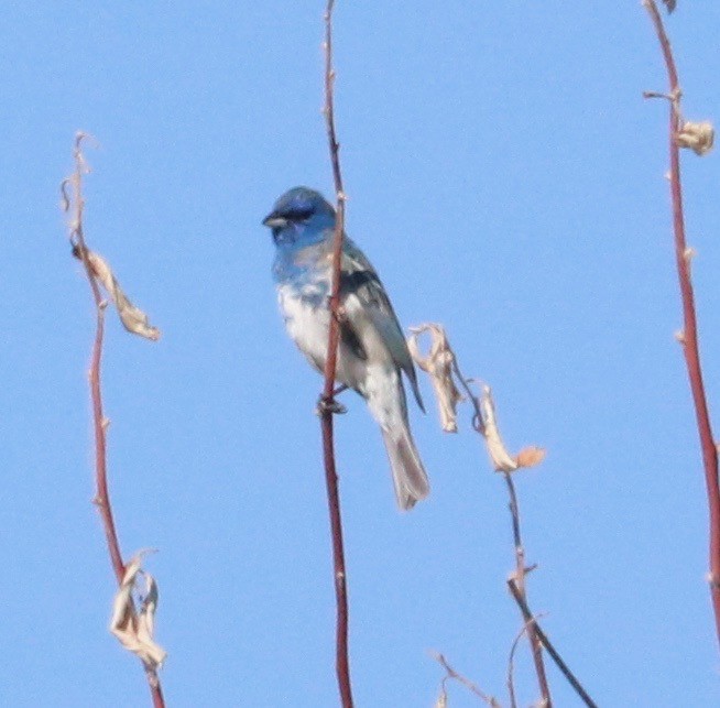 Lazuli x Indigo Bunting (hybrid) - ML245119771