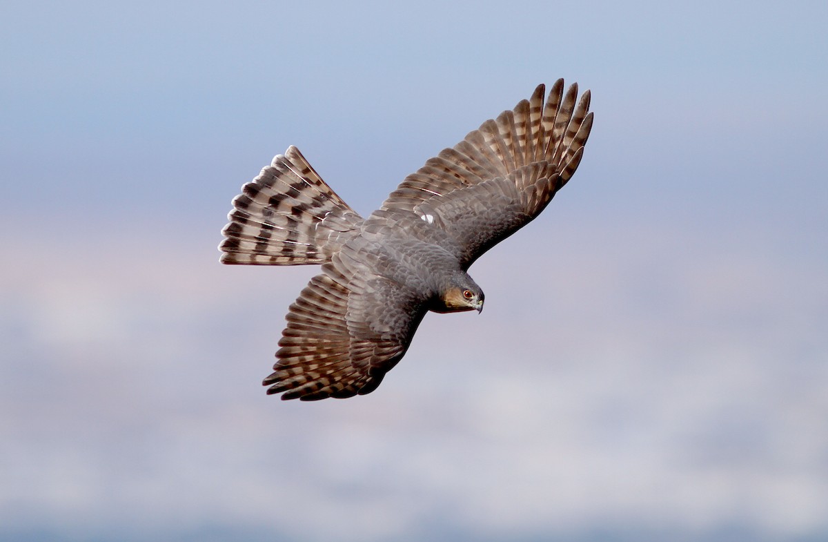 Sharp-shinned Hawk - ML245120621