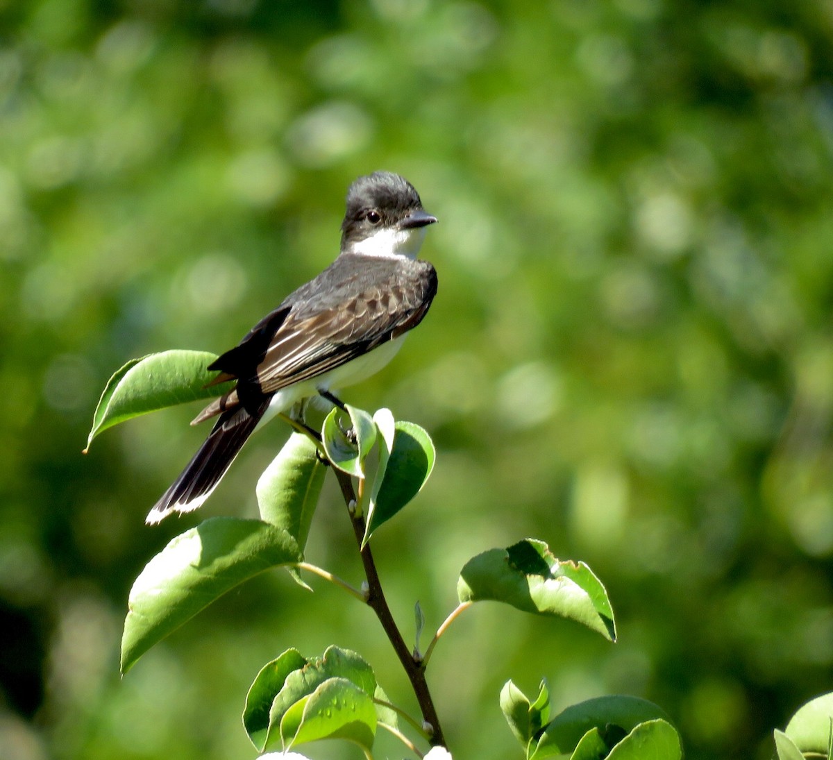 Eastern Kingbird - Carol Tunnicliffe