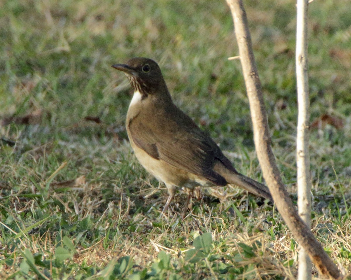 White-throated Thrush - ML24512271