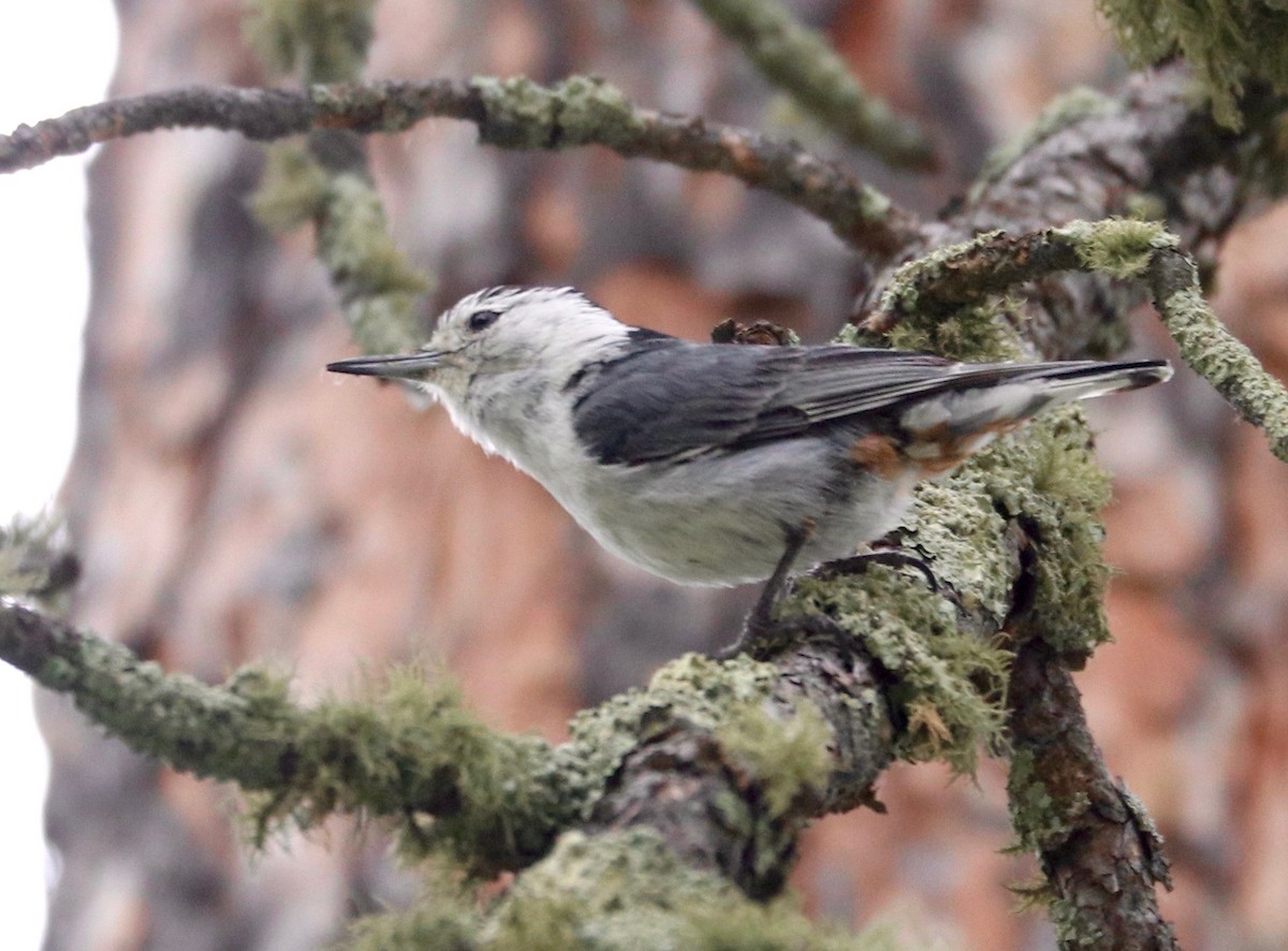 White-breasted Nuthatch - ML245123211