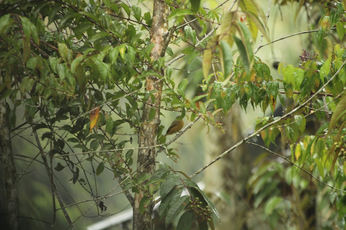 Ochre-bellied Flycatcher - ML245125061