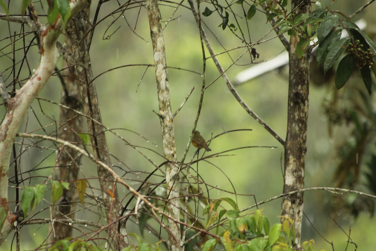 Ochre-bellied Flycatcher - ML245125131