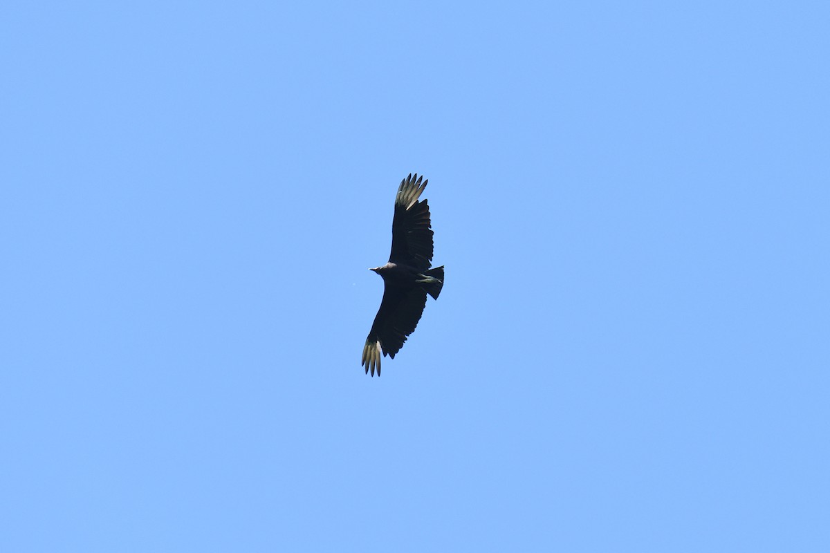 Black Vulture - ML245127121