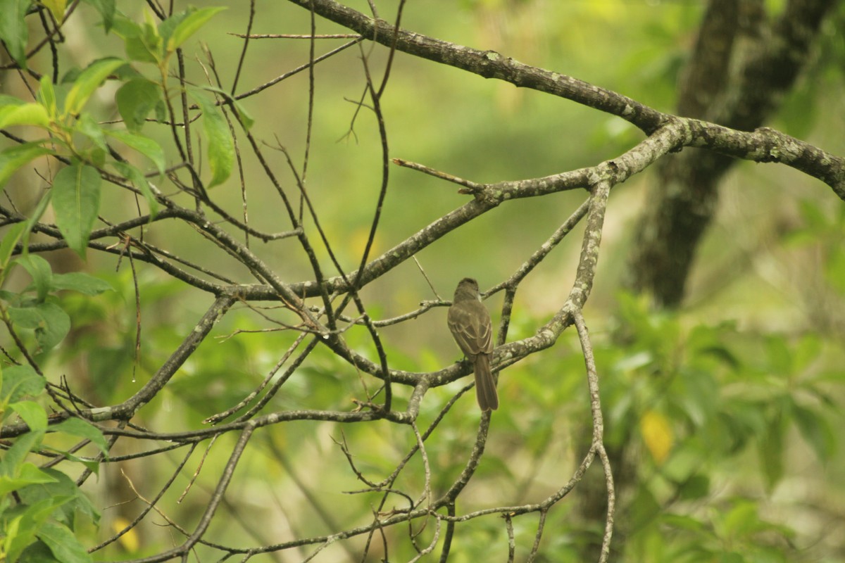 Short-crested Flycatcher - ML245127771