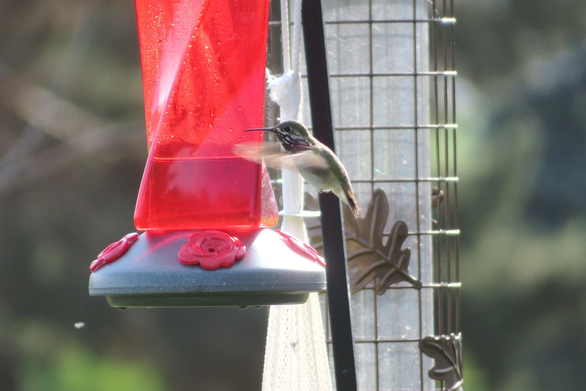 Calliope Hummingbird - ML245128641