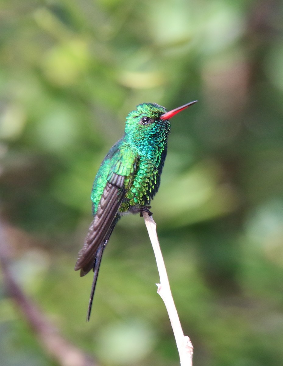 kolibřík cozumelský - ML24512881