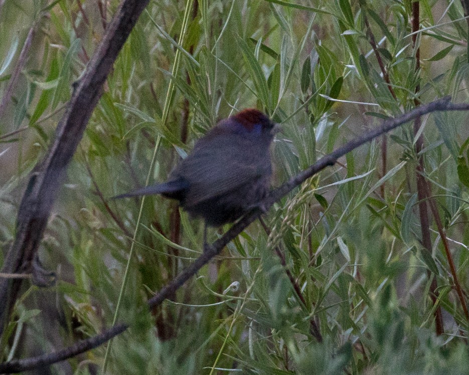 Varied Bunting - ML245128921