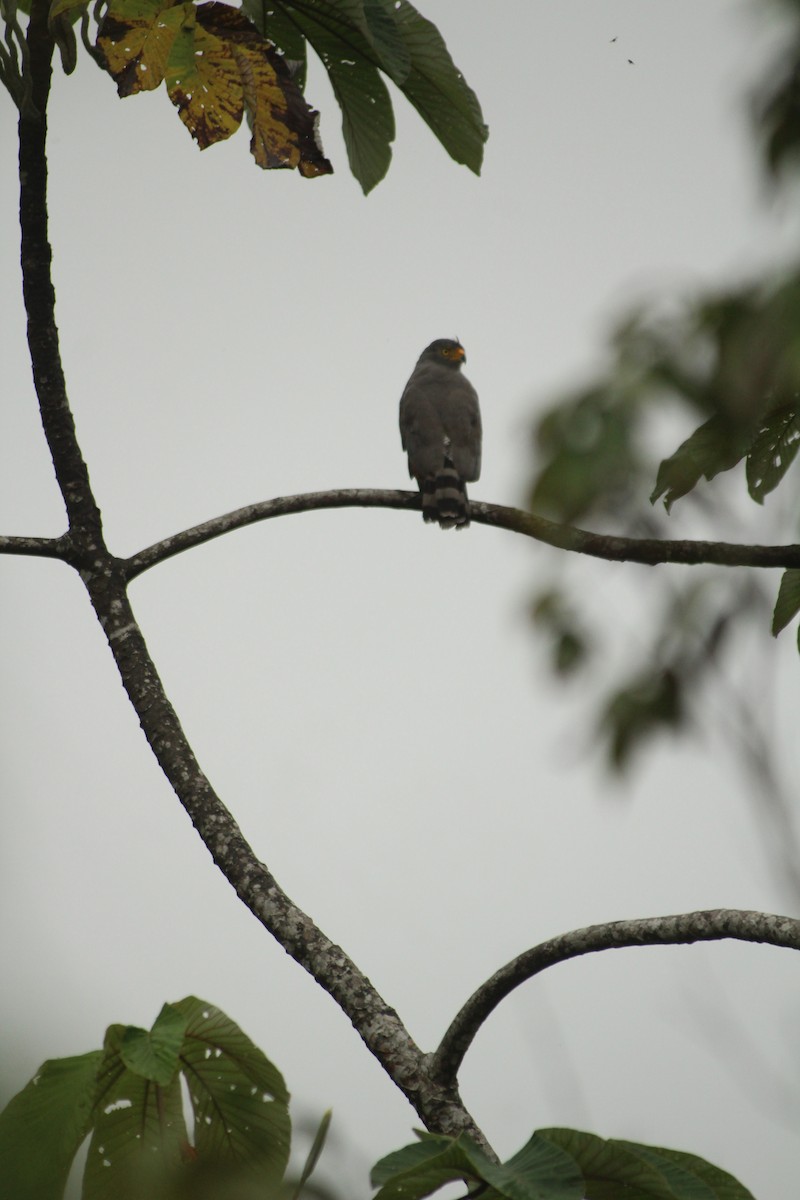 Roadside Hawk - ML245129491