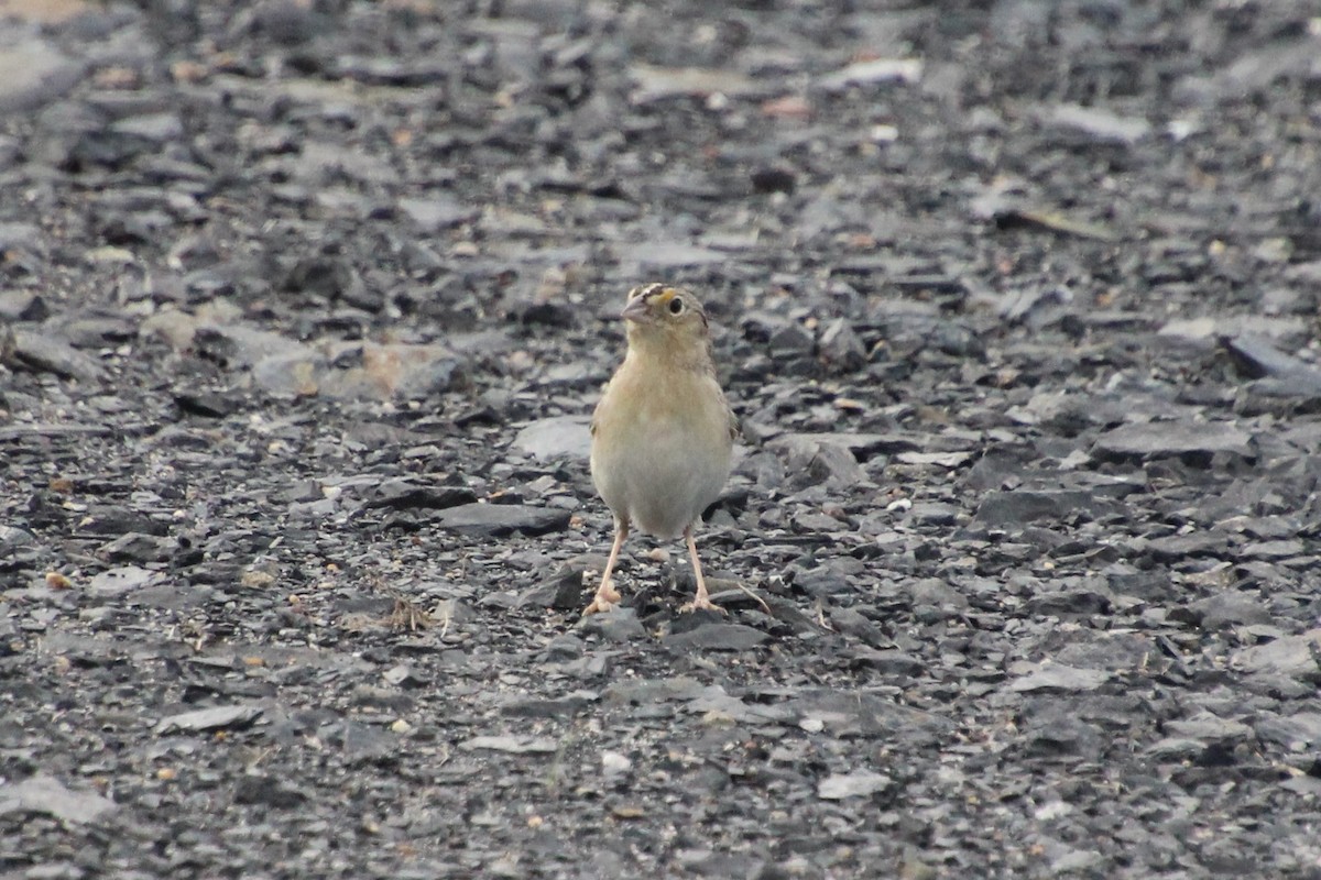 Grasshopper Sparrow - ML245133111