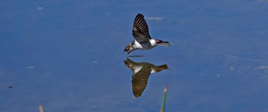 Violet-green Swallow - ML245134521