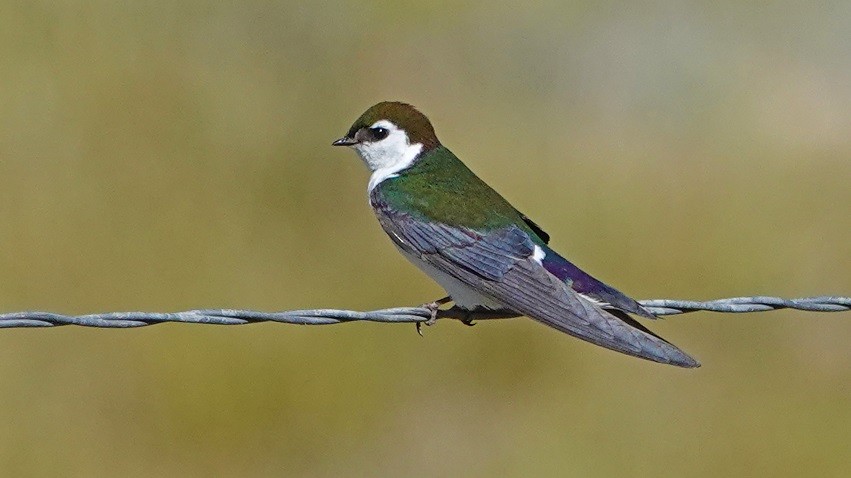 Violet-green Swallow - ML245134531
