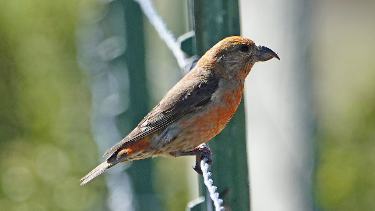 Red Crossbill - ML245134641