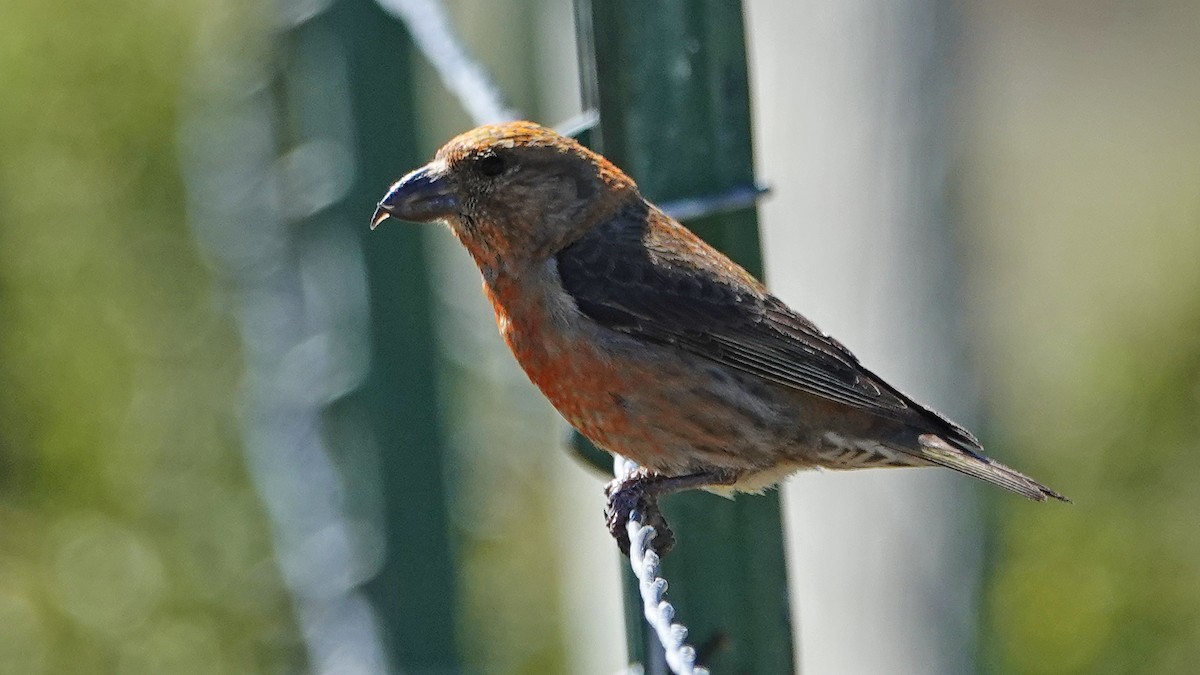 Red Crossbill - ML245134651