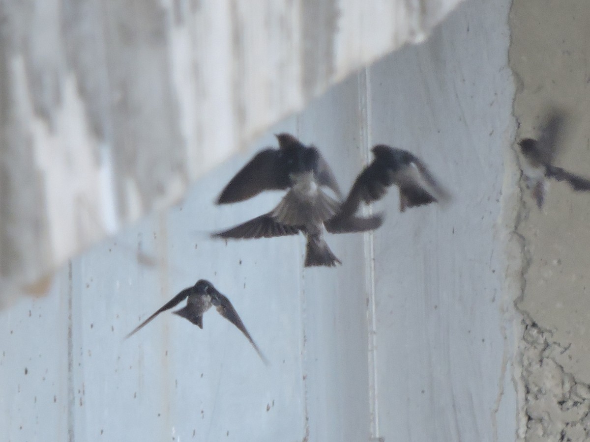 swallow sp. - ML245135071