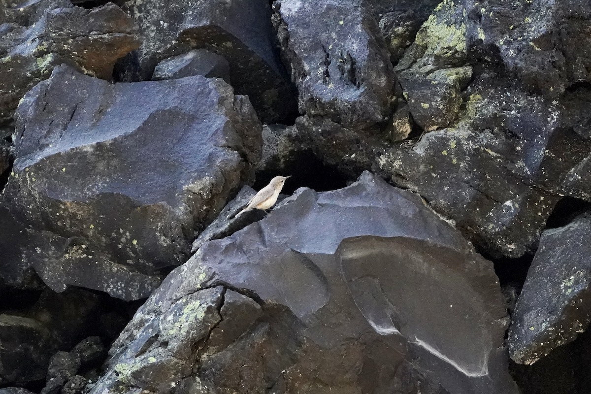 Rock Wren - ML245135101