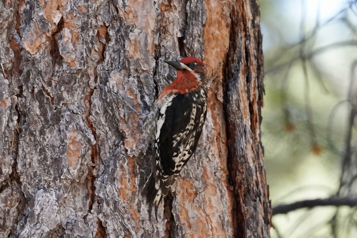Red-breasted Sapsucker - ML245135161