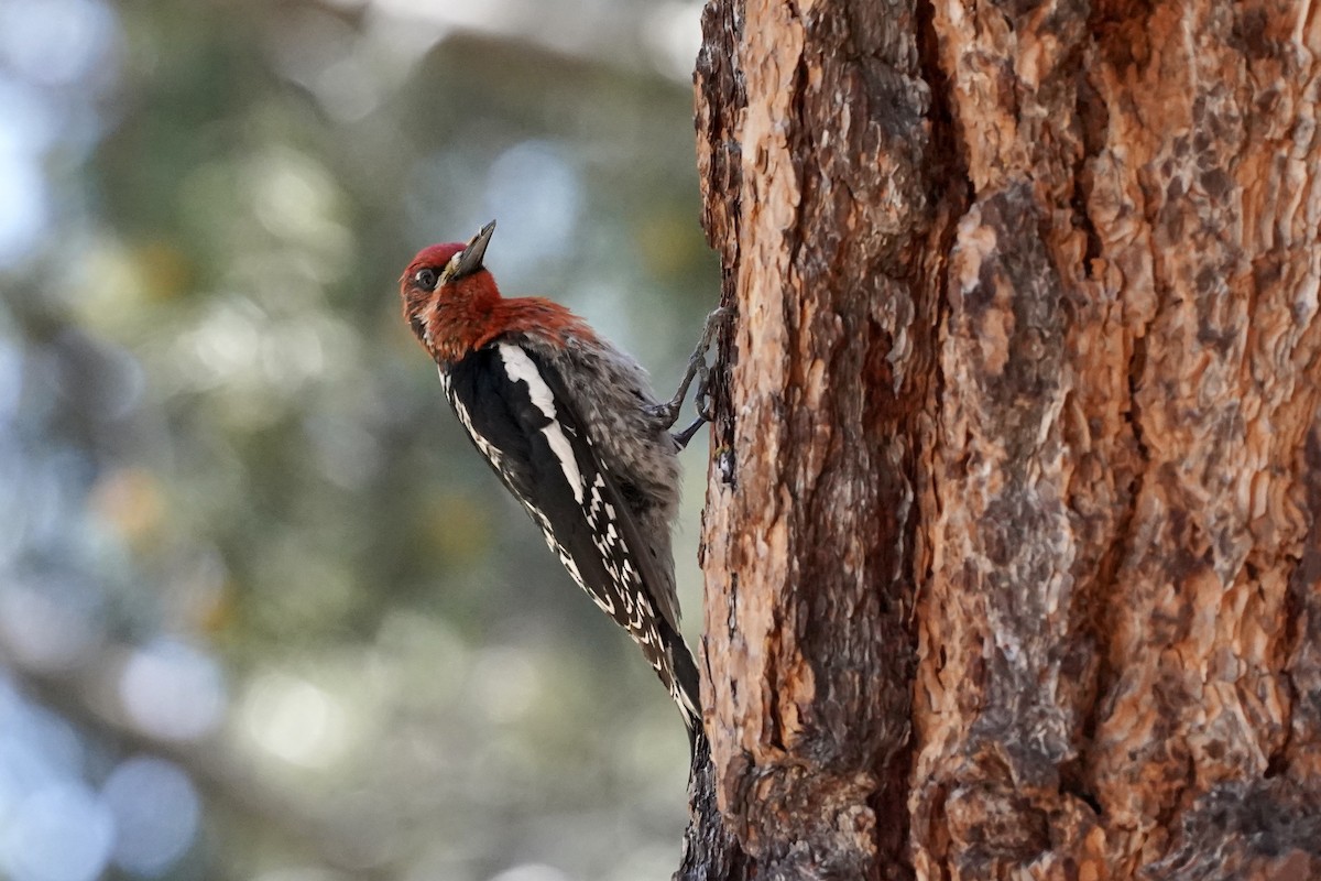 Red-breasted Sapsucker - ML245135171