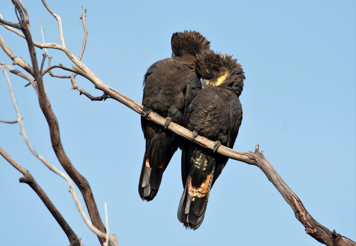 kakadu hnědohlavý - ML245136201