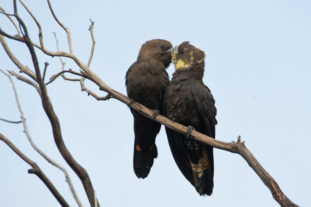 kakadu hnědohlavý - ML245136211