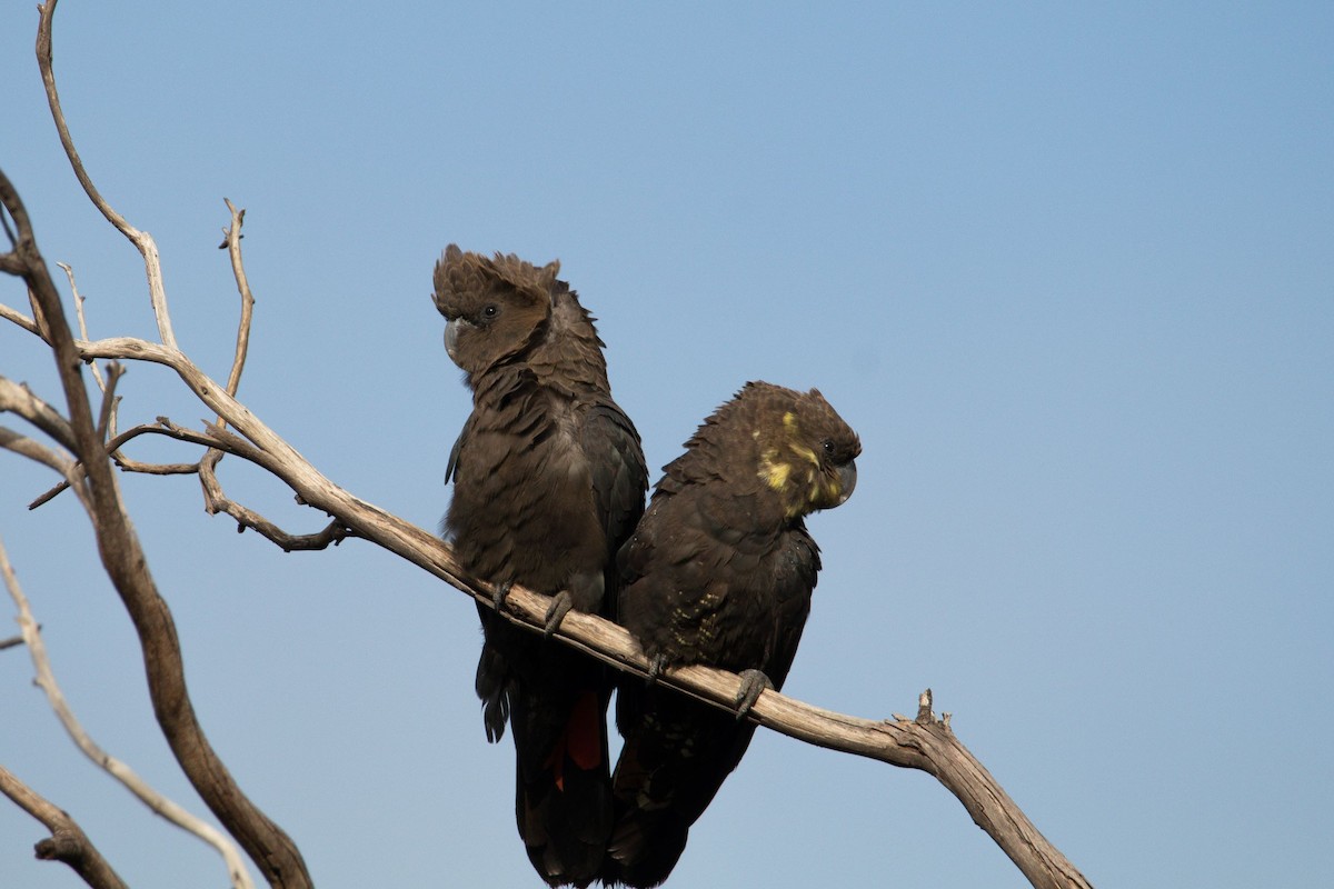 kakadu hnědohlavý - ML245136221