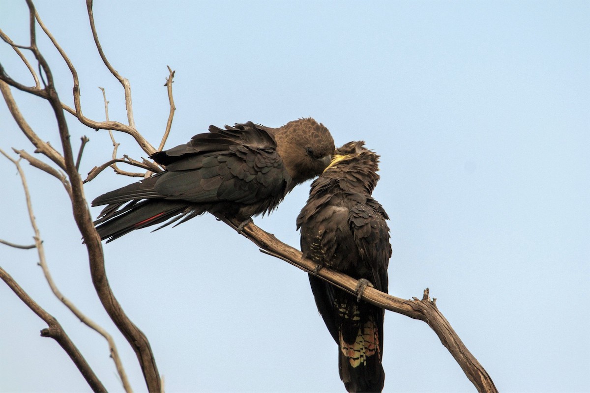 kakadu hnědohlavý - ML245136231
