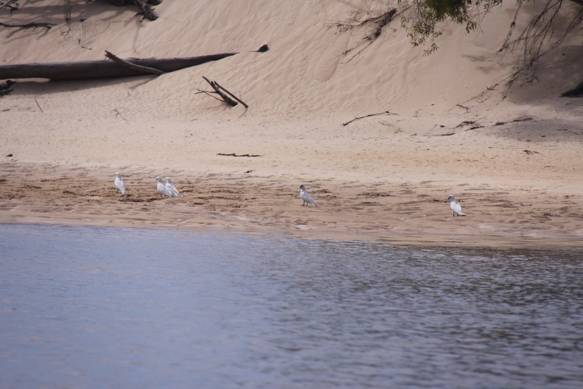 Cacatúa Sanguínea - ML245138591