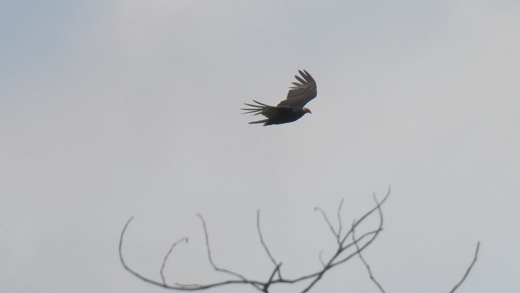 Turkey Vulture - Carlos José Díaz García