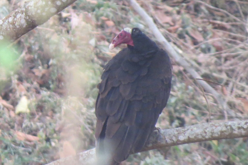 Urubu à tête rouge - ML245138931