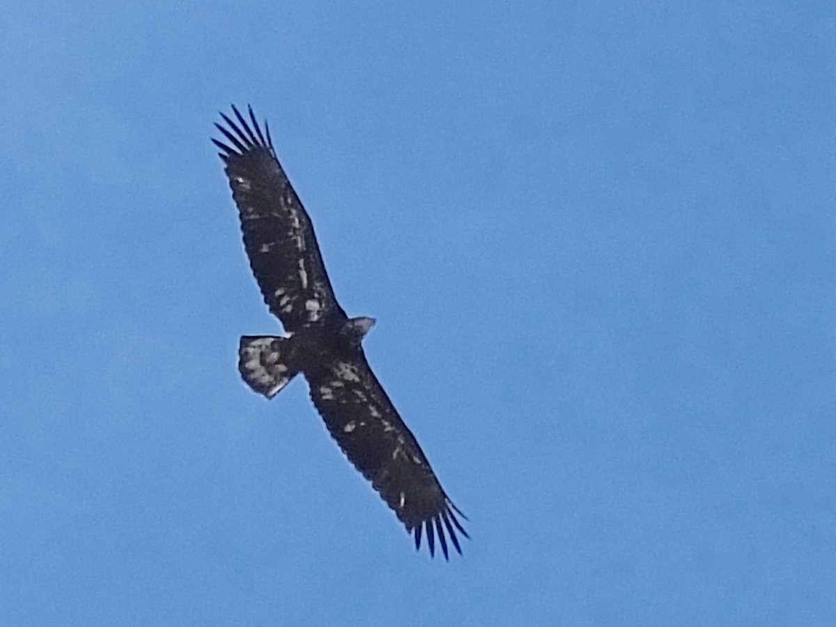 Bald Eagle - Jon Becknell