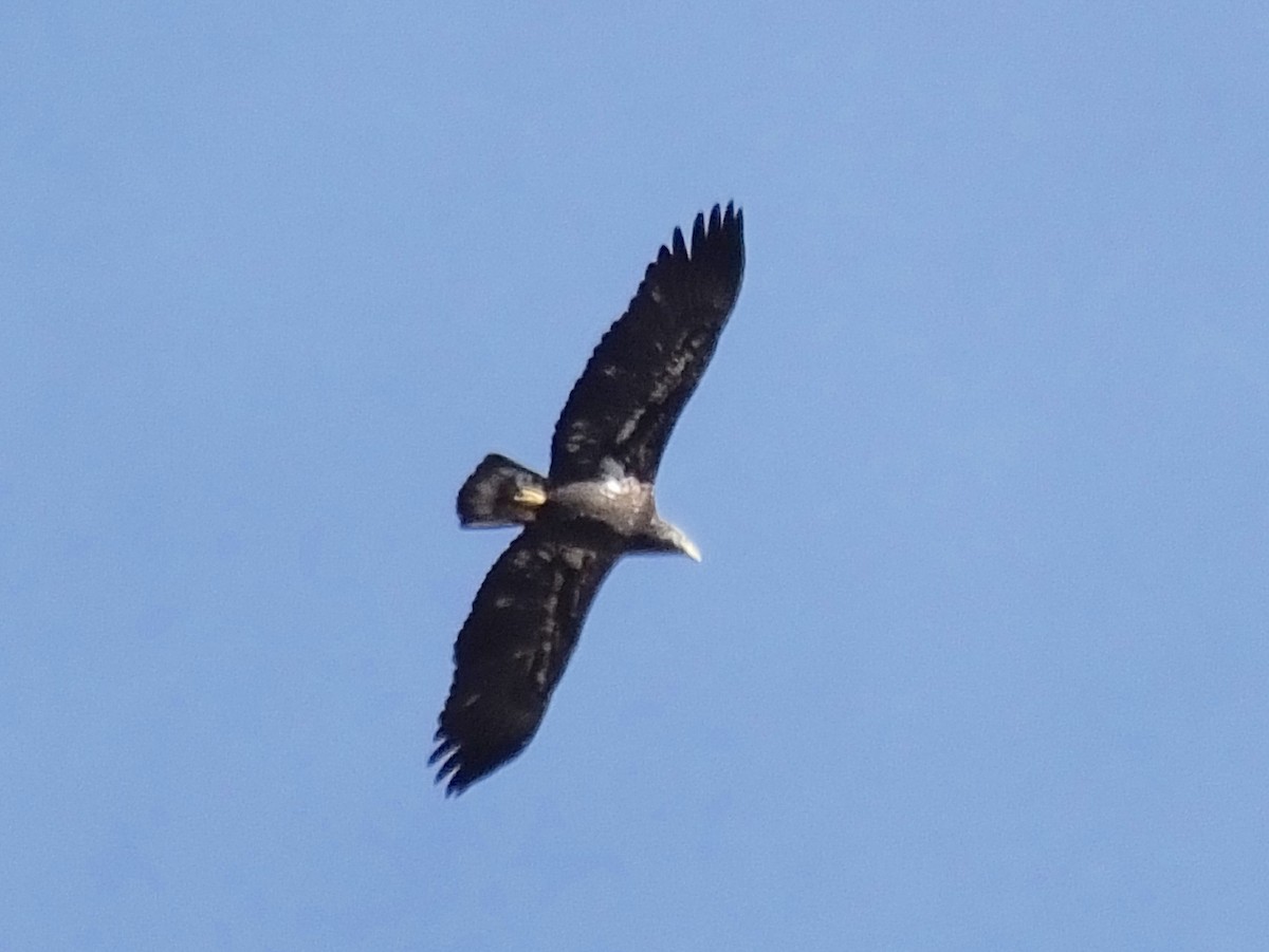 Bald Eagle - ML24514811