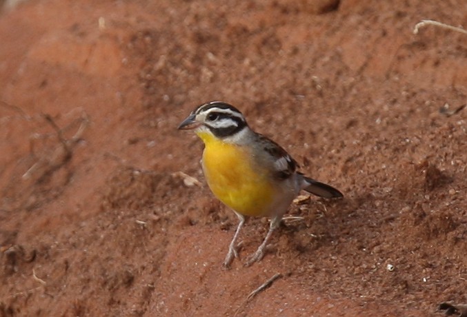 Golden-breasted Bunting - Qiang Zeng