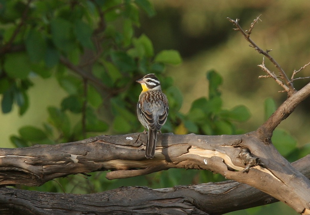 Golden-breasted Bunting - Qiang Zeng