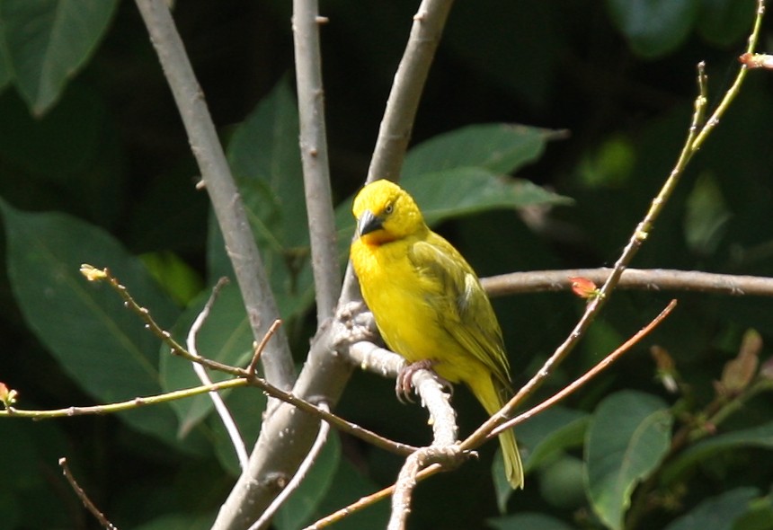 Holub's Golden-Weaver - Qiang Zeng