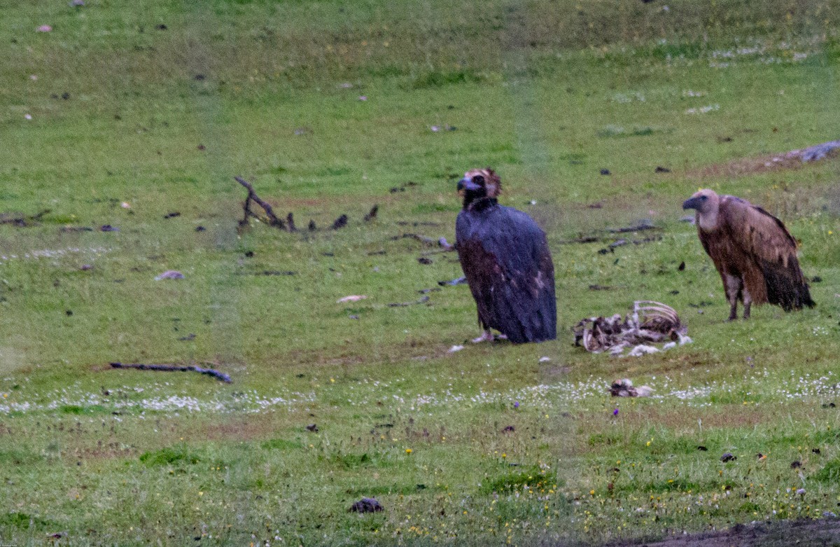 Cinereous Vulture - ML245151601