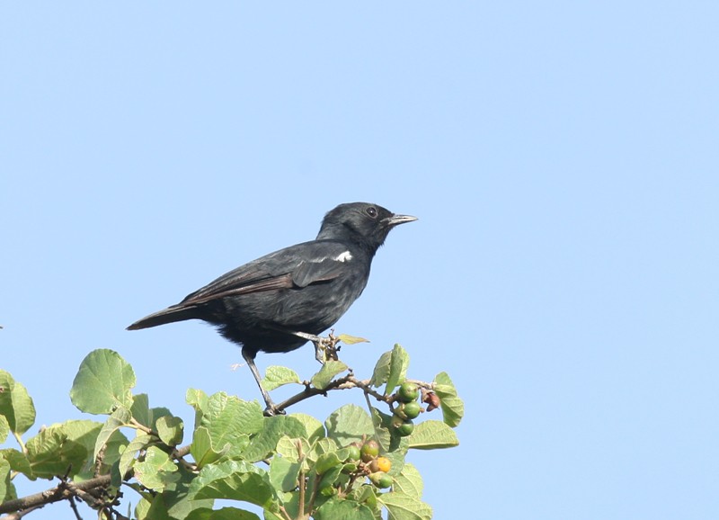 Sooty Chat - Qiang Zeng